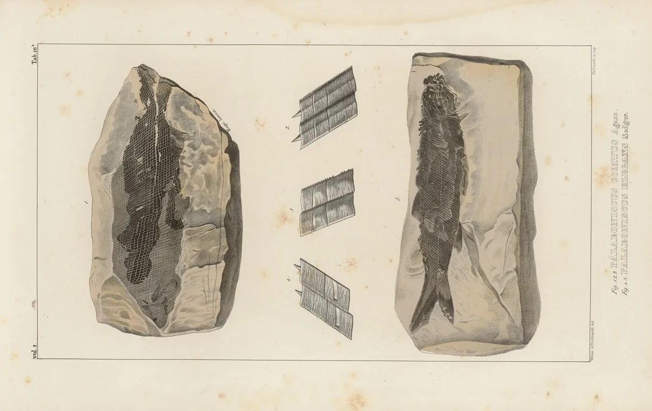 Recherches Sur Les Poissons Fossiles Pl 137 Wall Art by Louis Agassiz - High-Resolution Digital Print