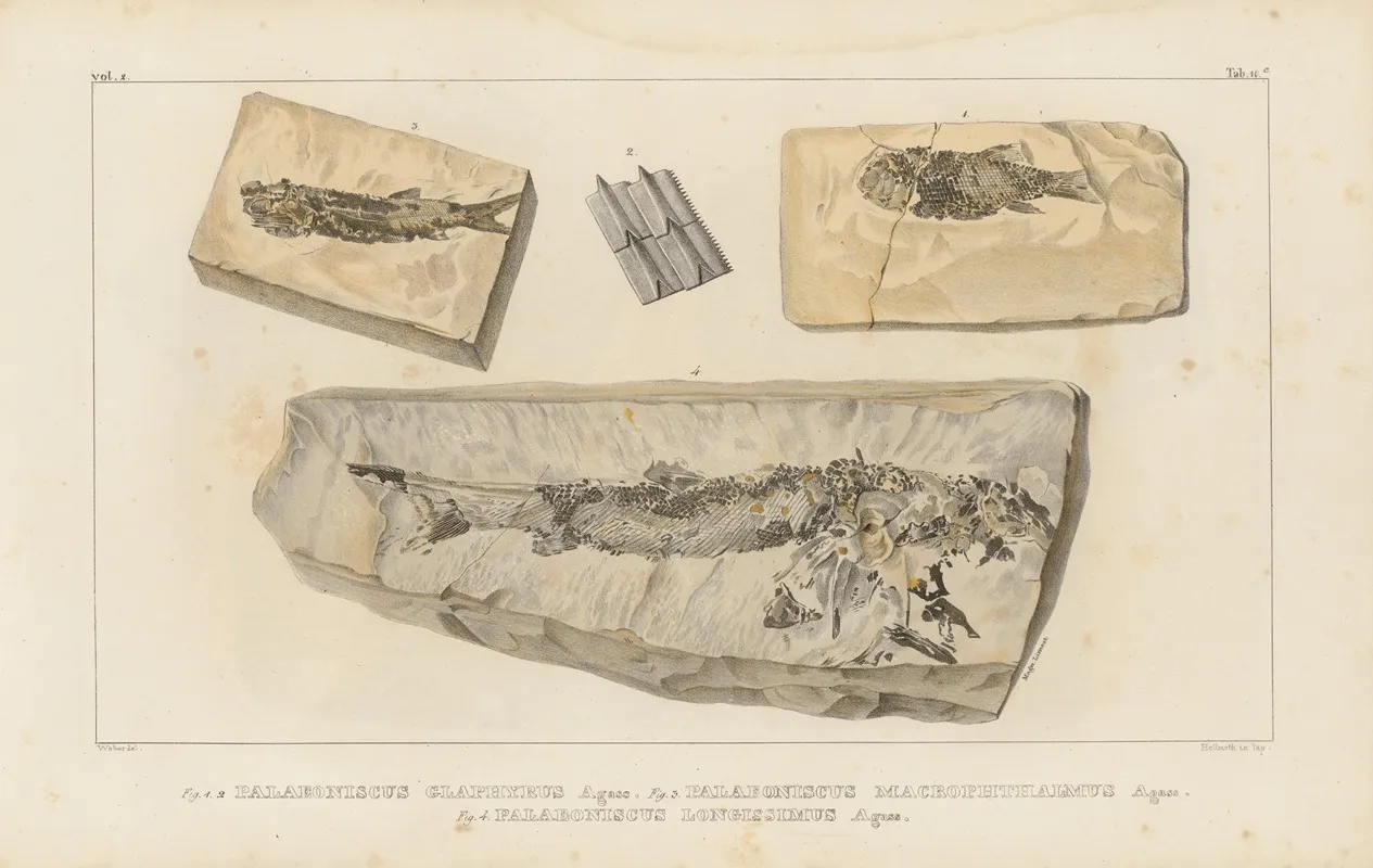 Recherches Sur Les Poissons Fossiles Pl 138 Wall Art by Louis Agassiz - High-Resolution Digital Print