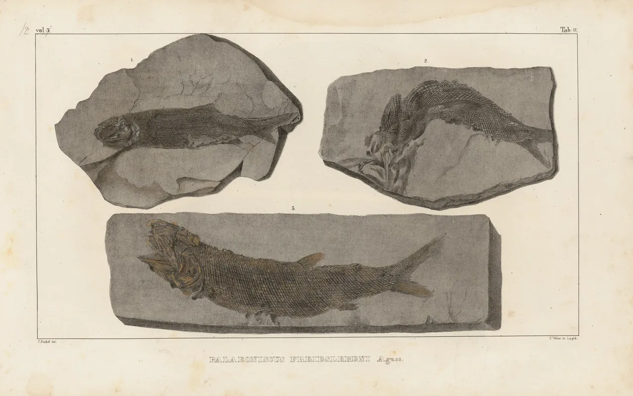 Recherches Sur Les Poissons Fossiles Pl 139 Wall Art by Louis Agassiz - High-Resolution Digital Print