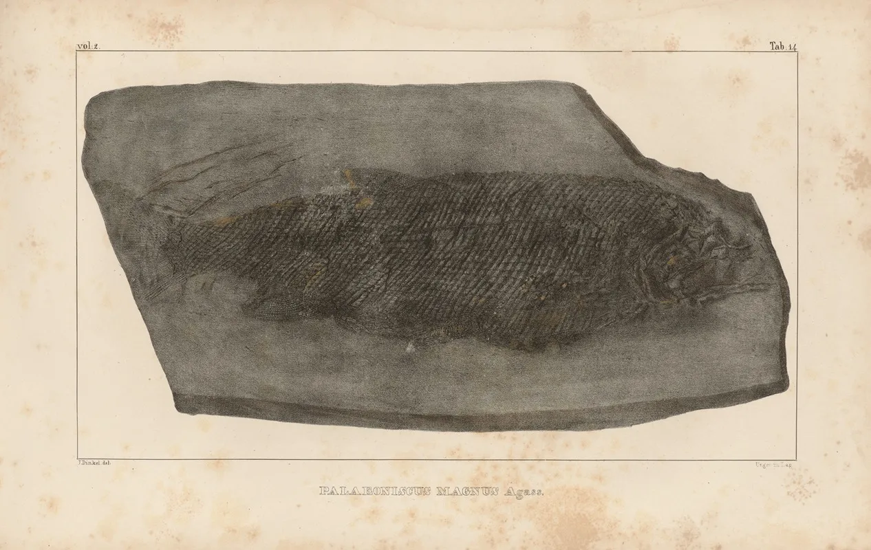 Recherches Sur Les Poissons Fossiles Pl 142 Wall Art by Louis Agassiz - High-Resolution Digital Print