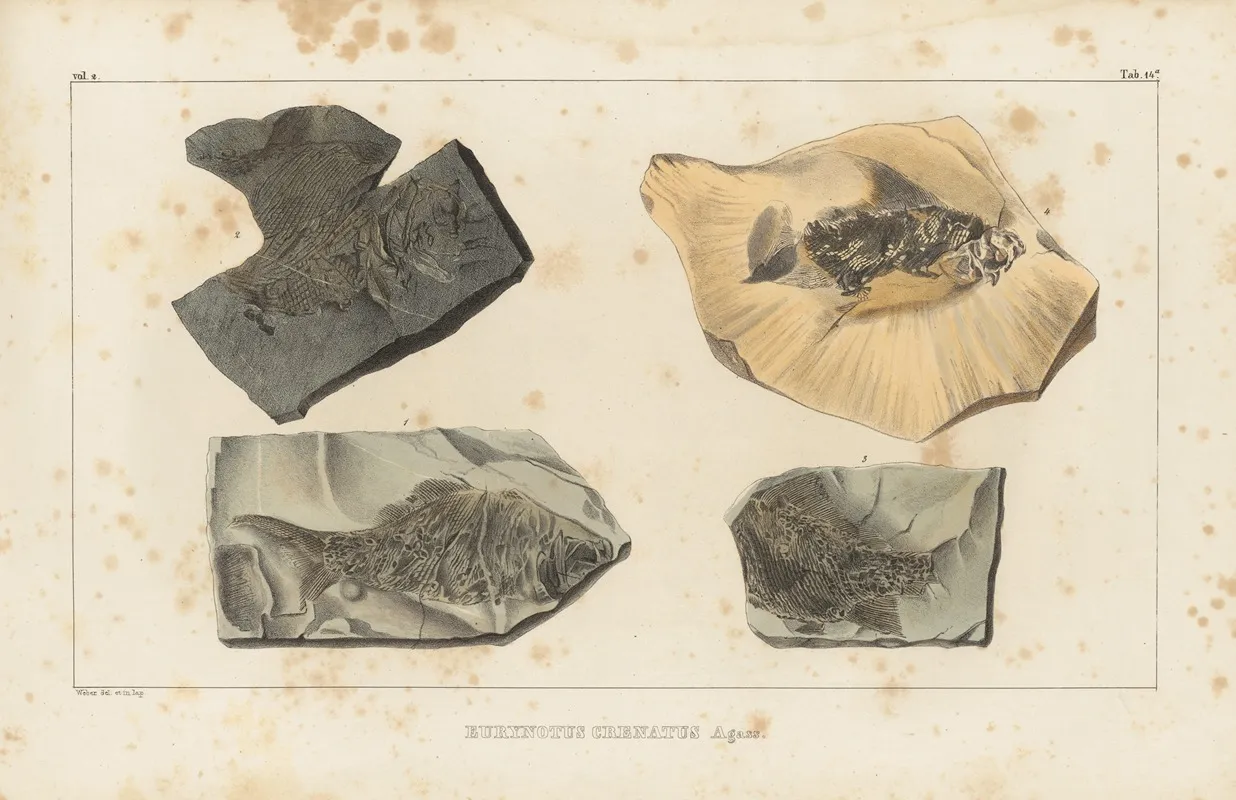 Recherches Sur Les Poissons Fossiles Pl 143 Wall Art by Louis Agassiz - High-Resolution Digital Print