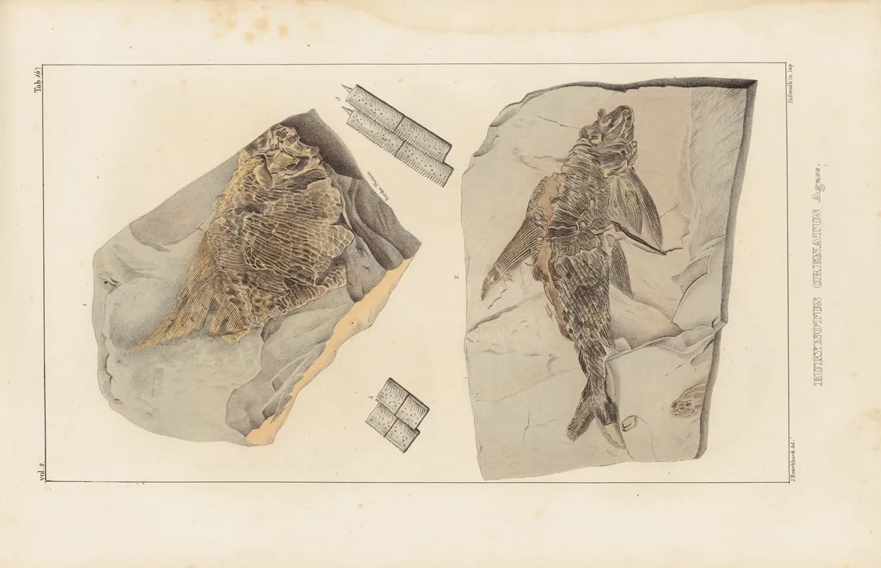 Recherches Sur Les Poissons Fossiles Pl 144 Wall Art by Louis Agassiz - High-Resolution Digital Print
