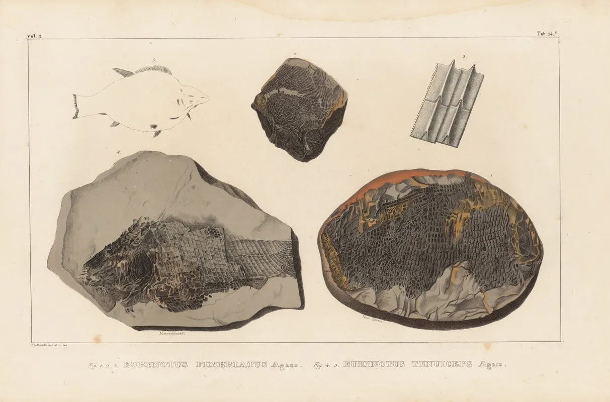 Recherches Sur Les Poissons Fossiles Pl 145 Wall Art by Louis Agassiz - High-Resolution Digital Print