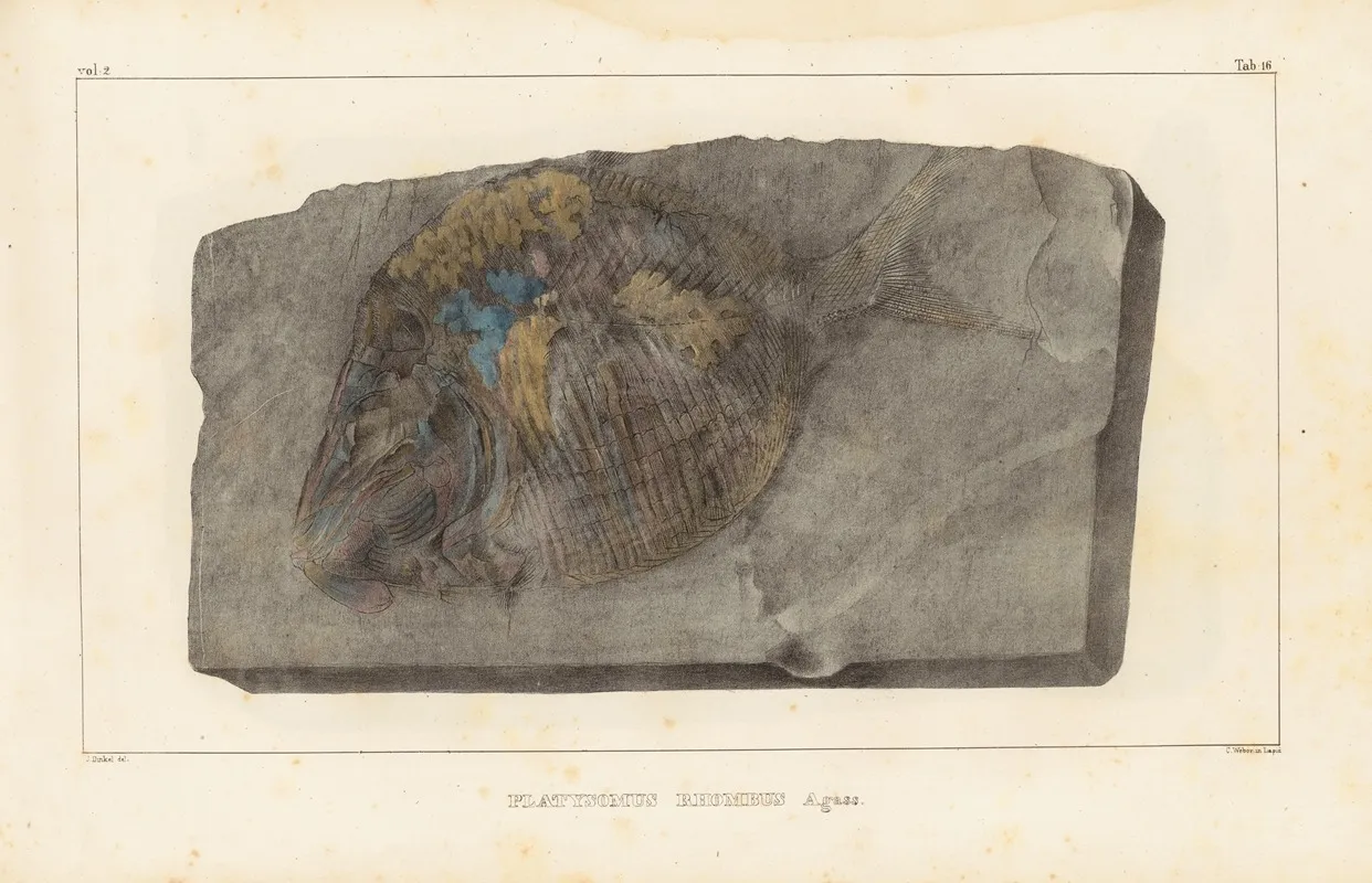 Recherches Sur Les Poissons Fossiles Pl 147 Wall Art by Louis Agassiz - High-Resolution Digital Print