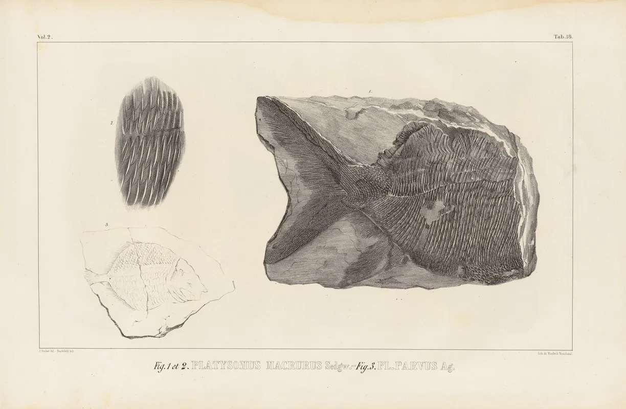 Recherches Sur Les Poissons Fossiles Pl 149 Wall Art by Louis Agassiz - High-Resolution Digital Print