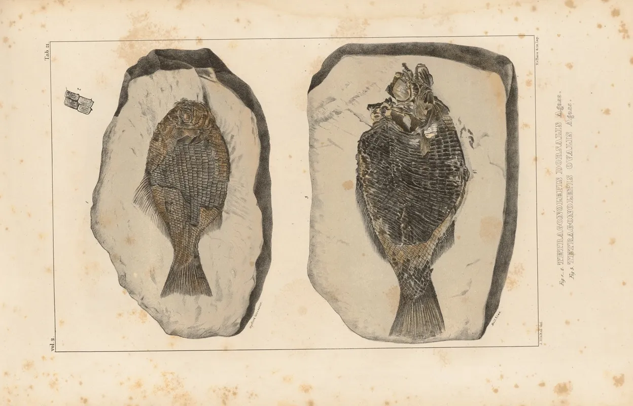 Recherches Sur Les Poissons Fossiles Pl 151 Wall Art by Louis Agassiz - High-Resolution Digital Print