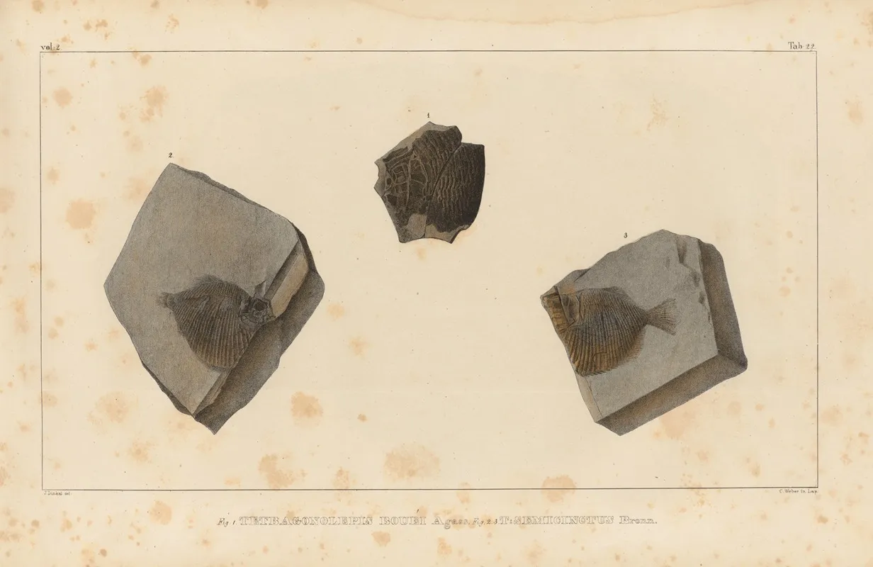 Recherches Sur Les Poissons Fossiles Pl 153 Wall Art by Louis Agassiz - High-Resolution Digital Print
