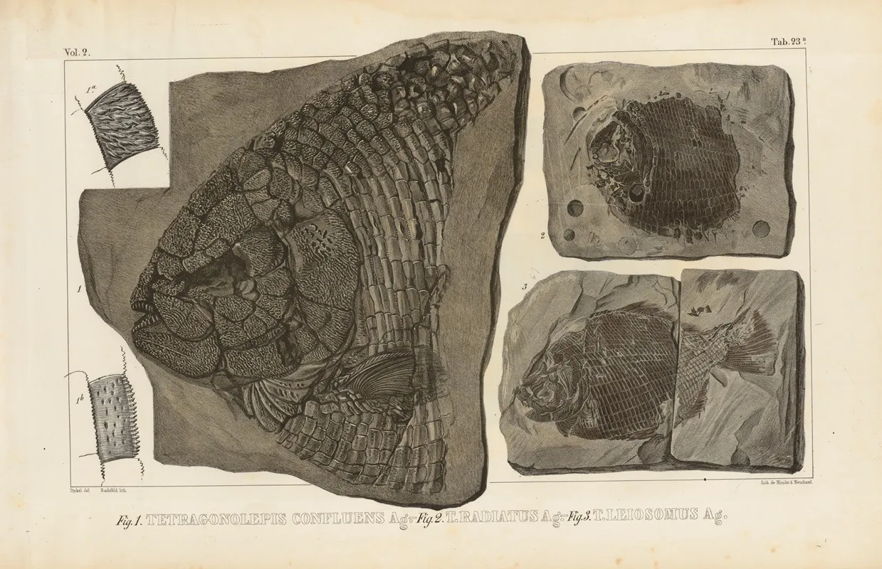 Recherches Sur Les Poissons Fossiles Pl 155 Wall Art by Louis Agassiz - High-Resolution Digital Print