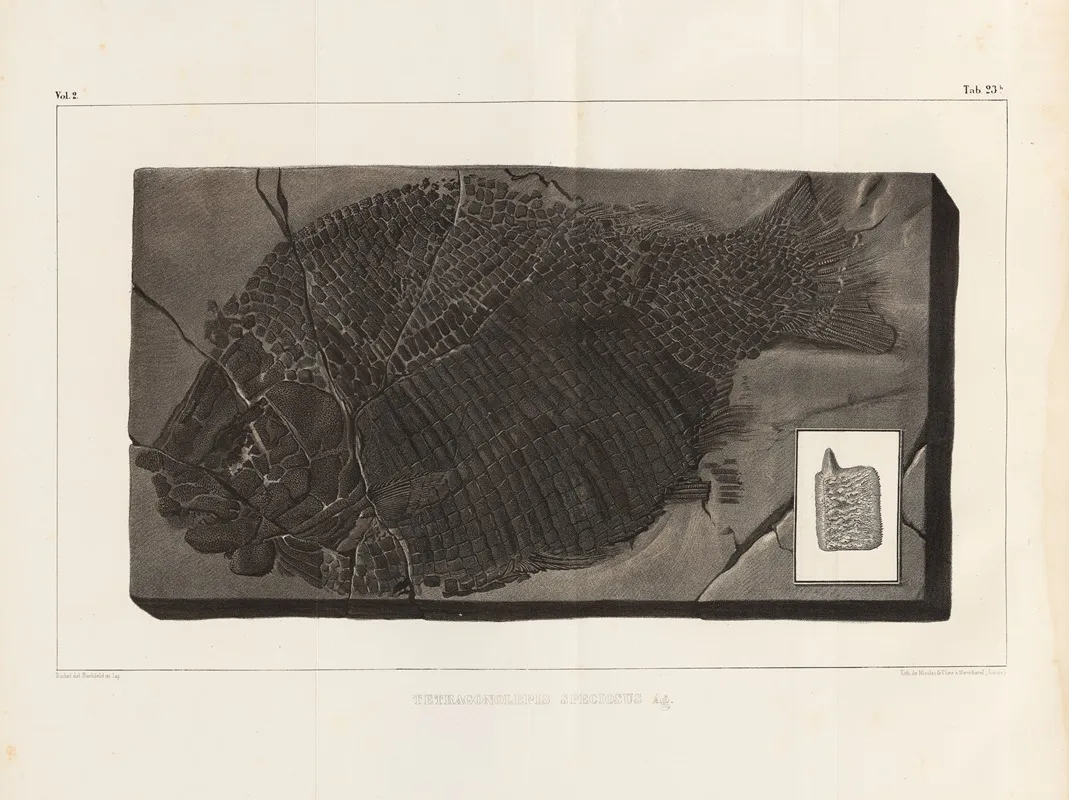 Recherches Sur Les Poissons Fossiles Pl 156 Wall Art by Louis Agassiz - High-Resolution Digital Print