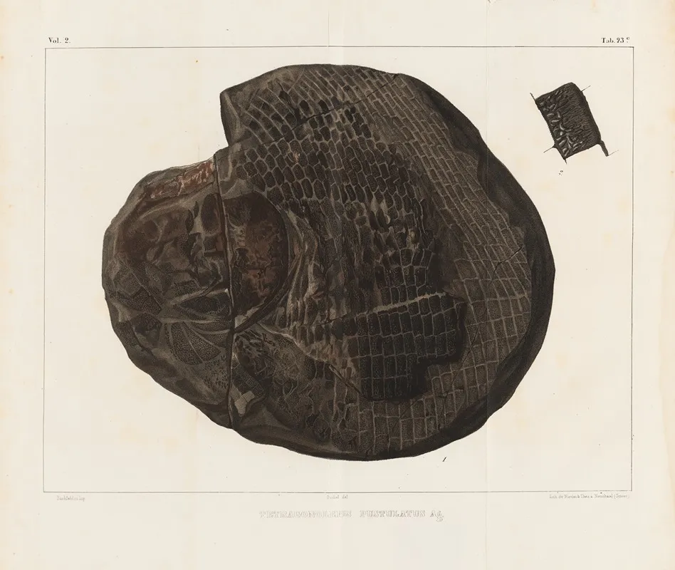Recherches Sur Les Poissons Fossiles Pl 157 Wall Art by Louis Agassiz - High-Resolution Digital Print