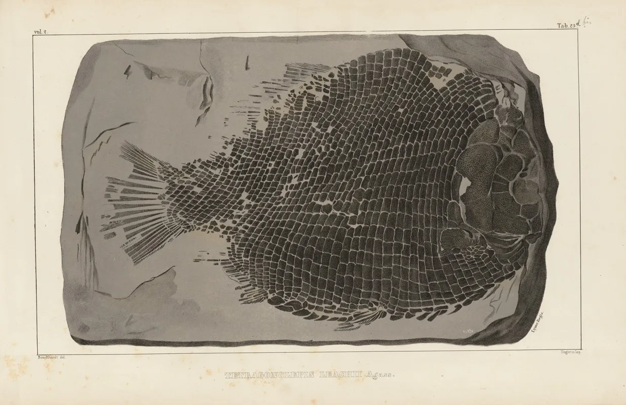 Recherches Sur Les Poissons Fossiles Pl 159 Wall Art by Louis Agassiz - High-Resolution Digital Print