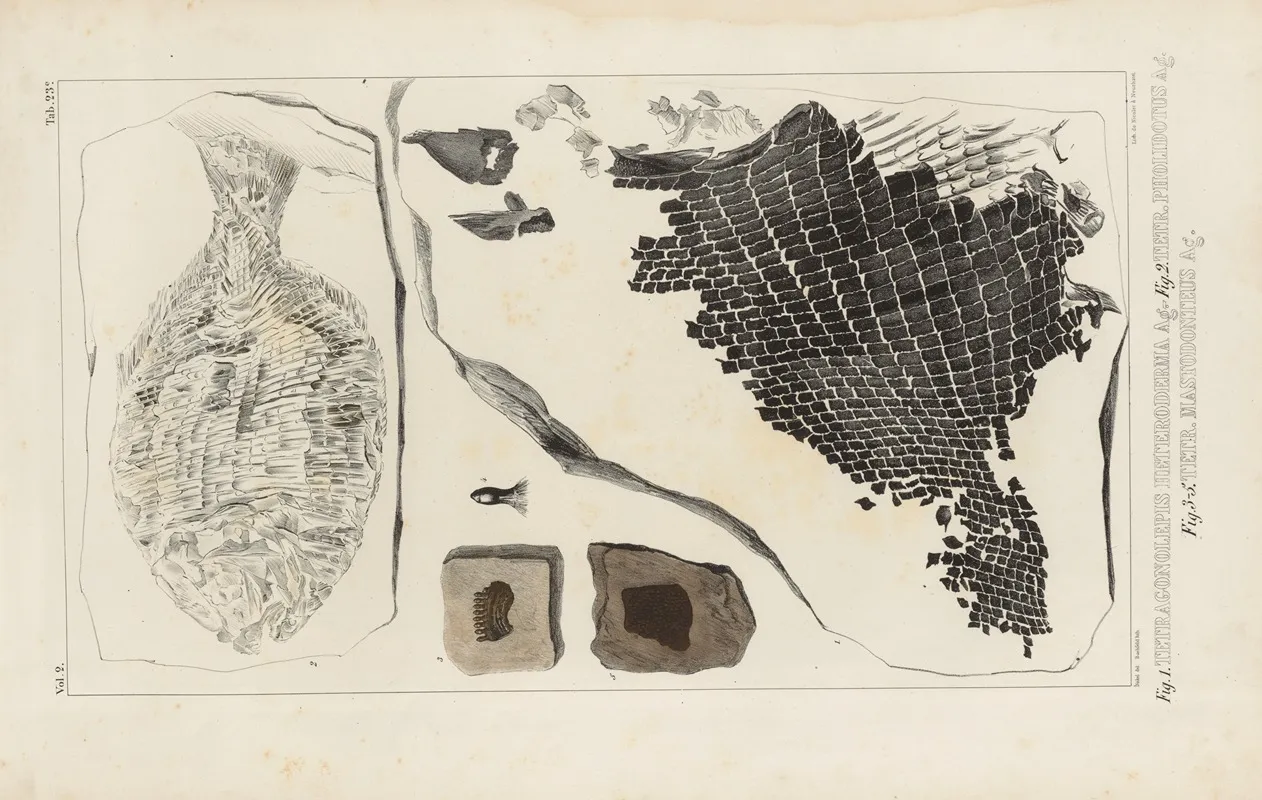 Recherches Sur Les Poissons Fossiles Pl 160 Wall Art by Louis Agassiz - High-Resolution Digital Print