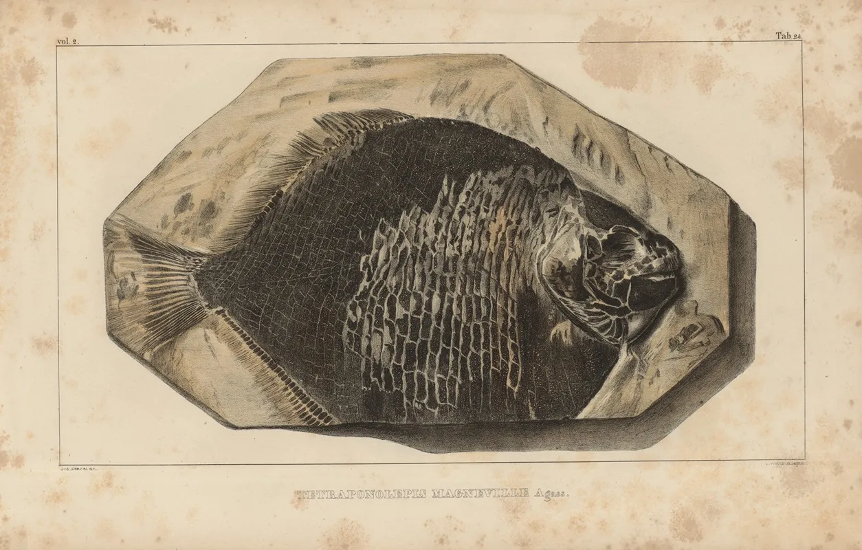Recherches Sur Les Poissons Fossiles Pl 161 Wall Art by Louis Agassiz - High-Resolution Digital Print