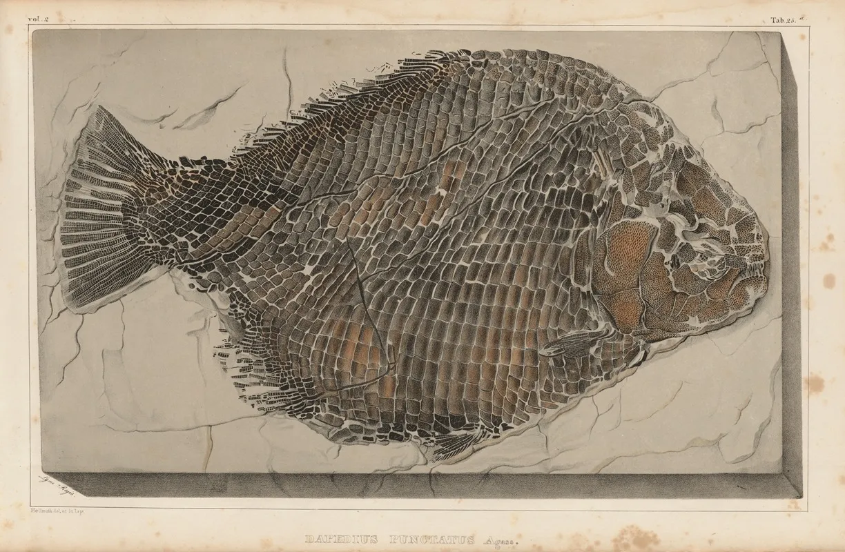 Recherches Sur Les Poissons Fossiles Pl 163 Wall Art by Louis Agassiz - High-Resolution Digital Print