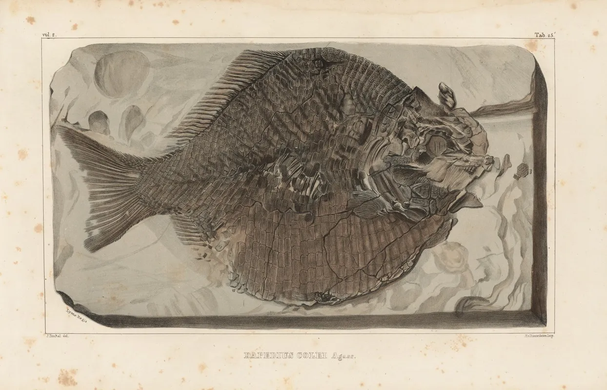 Recherches Sur Les Poissons Fossiles Pl 165 Wall Art by Louis Agassiz - High-Resolution Digital Print