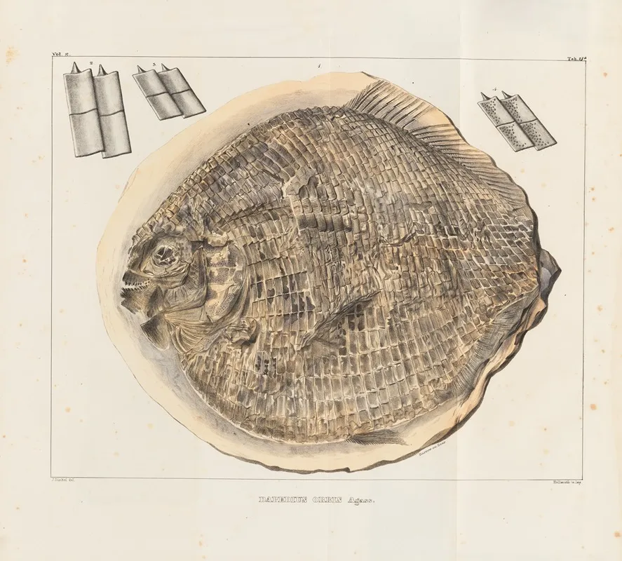 Recherches Sur Les Poissons Fossiles Pl 166 Wall Art by Louis Agassiz - High-Resolution Digital Print