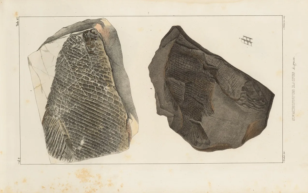 Recherches Sur Les Poissons Fossiles Pl 170 Wall Art by Louis Agassiz - High-Resolution Digital Print