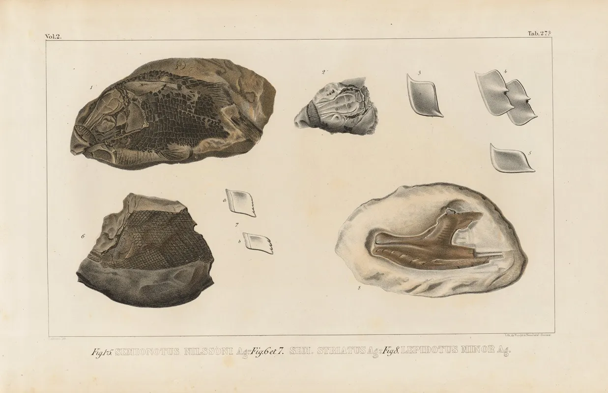 Recherches Sur Les Poissons Fossiles Pl 171 Wall Art by Louis Agassiz - High-Resolution Digital Print