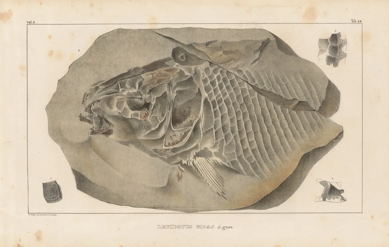 Recherches Sur Les Poissons Fossiles Pl 172 Wall Art by Louis Agassiz - High-Resolution Digital Print