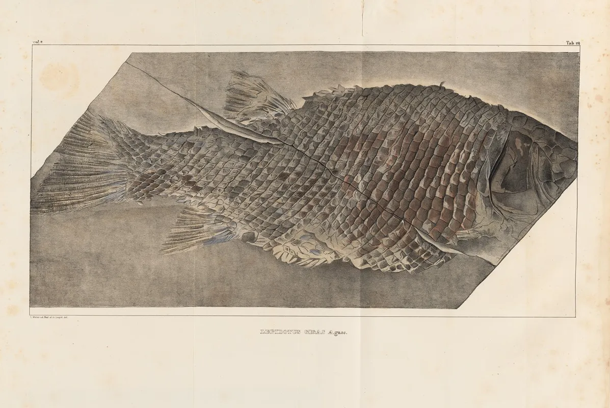 Recherches Sur Les Poissons Fossiles Pl 173 Wall Art by Louis Agassiz - High-Resolution Digital Print