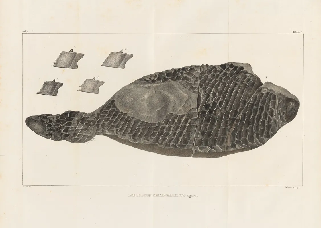 Recherches Sur Les Poissons Fossiles Pl 174 Wall Art by Louis Agassiz - High-Resolution Digital Print