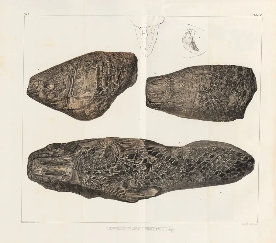 Recherches Sur Les Poissons Fossiles Pl 175 Wall Art by Louis Agassiz - High-Resolution Digital Print