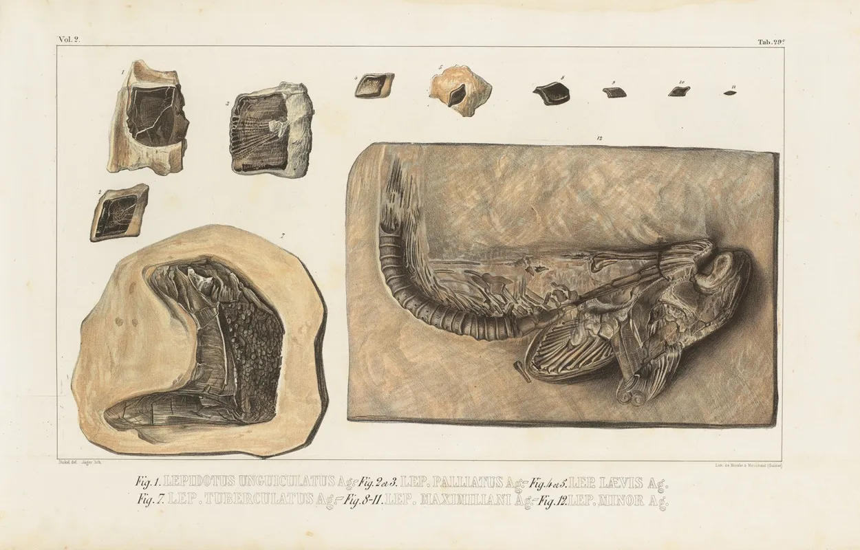 Recherches Sur Les Poissons Fossiles Pl 176 Wall Art by Louis Agassiz - High-Resolution Digital Print