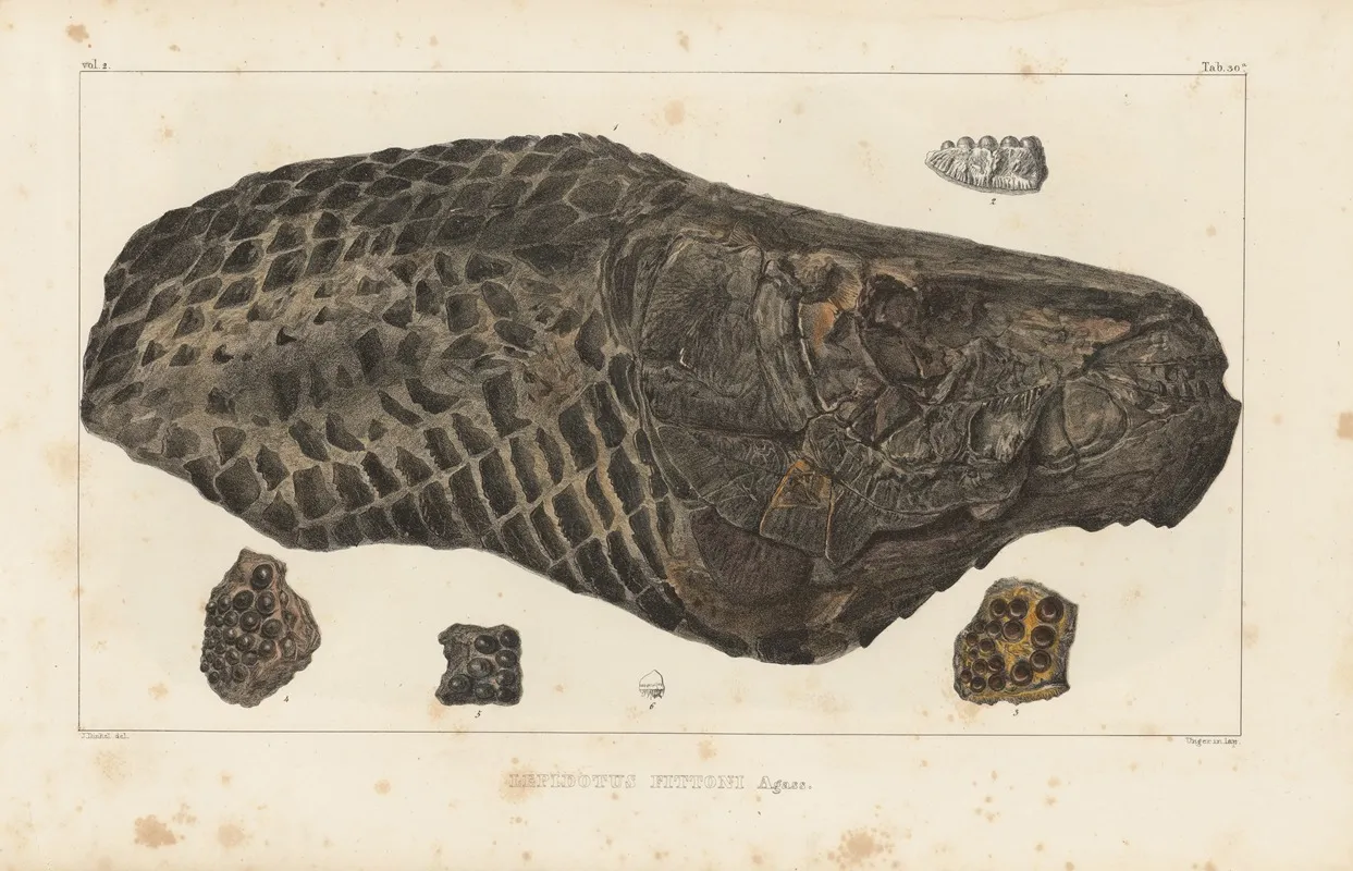 Recherches Sur Les Poissons Fossiles Pl 178 Wall Art by Louis Agassiz - High-Resolution Digital Print