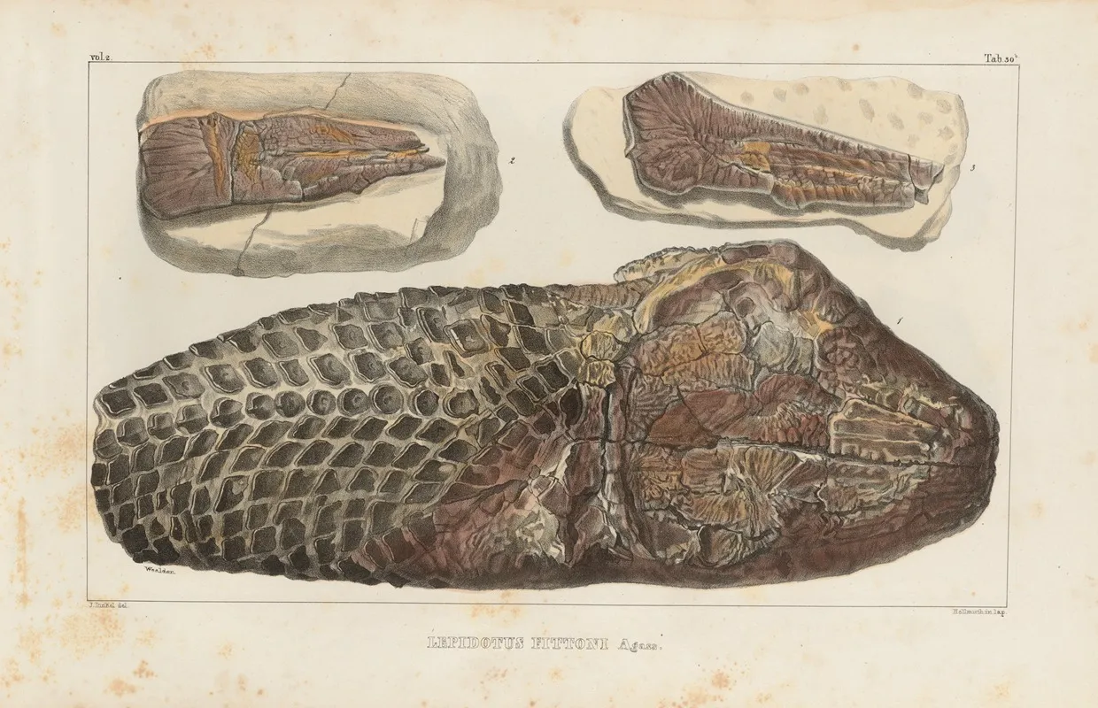 Recherches Sur Les Poissons Fossiles Pl 179 Wall Art by Louis Agassiz - High-Resolution Digital Print