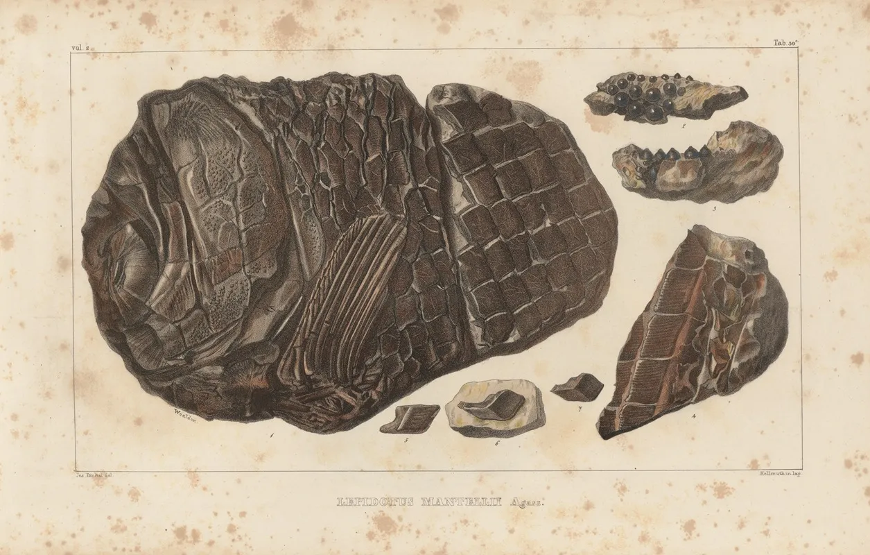 Recherches Sur Les Poissons Fossiles Pl 180 Wall Art by Louis Agassiz - High-Resolution Digital Print