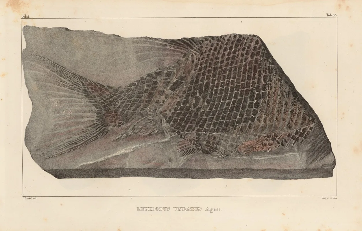 Recherches Sur Les Poissons Fossiles Pl 183 Wall Art by Louis Agassiz - High-Resolution Digital Print