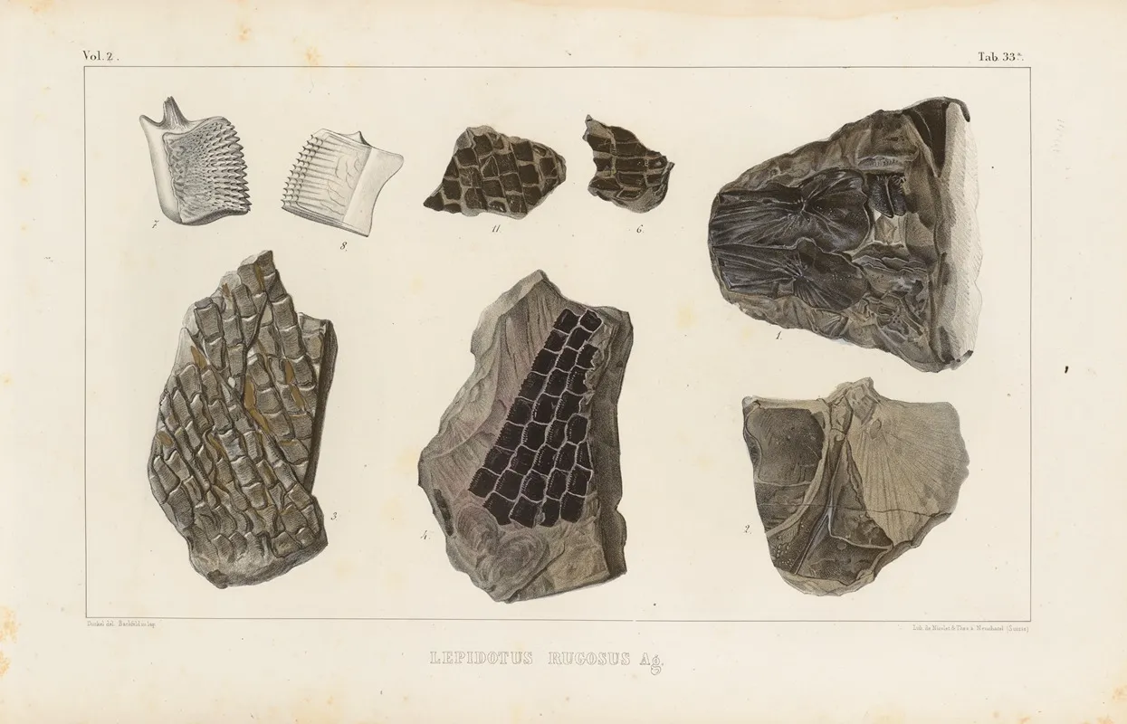 Recherches Sur Les Poissons Fossiles Pl 184 Wall Art by Louis Agassiz - High-Resolution Digital Print