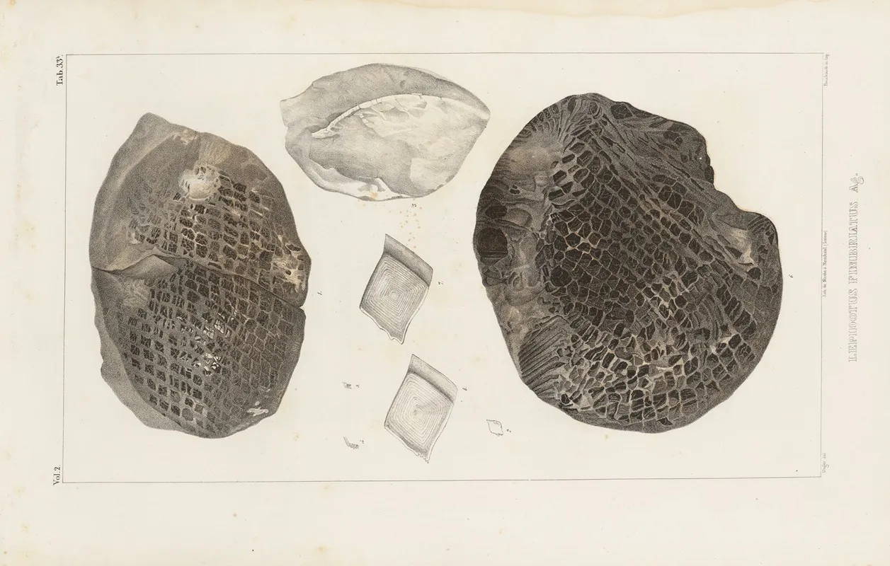 Recherches Sur Les Poissons Fossiles Pl 185 Wall Art by Louis Agassiz - High-Resolution Digital Print