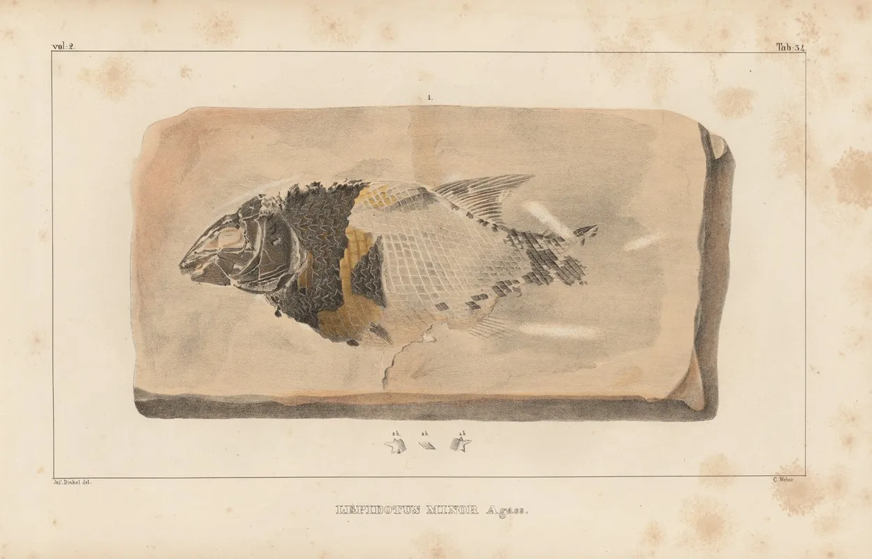 Recherches Sur Les Poissons Fossiles Pl 186 Wall Art by Louis Agassiz - High-Resolution Digital Print
