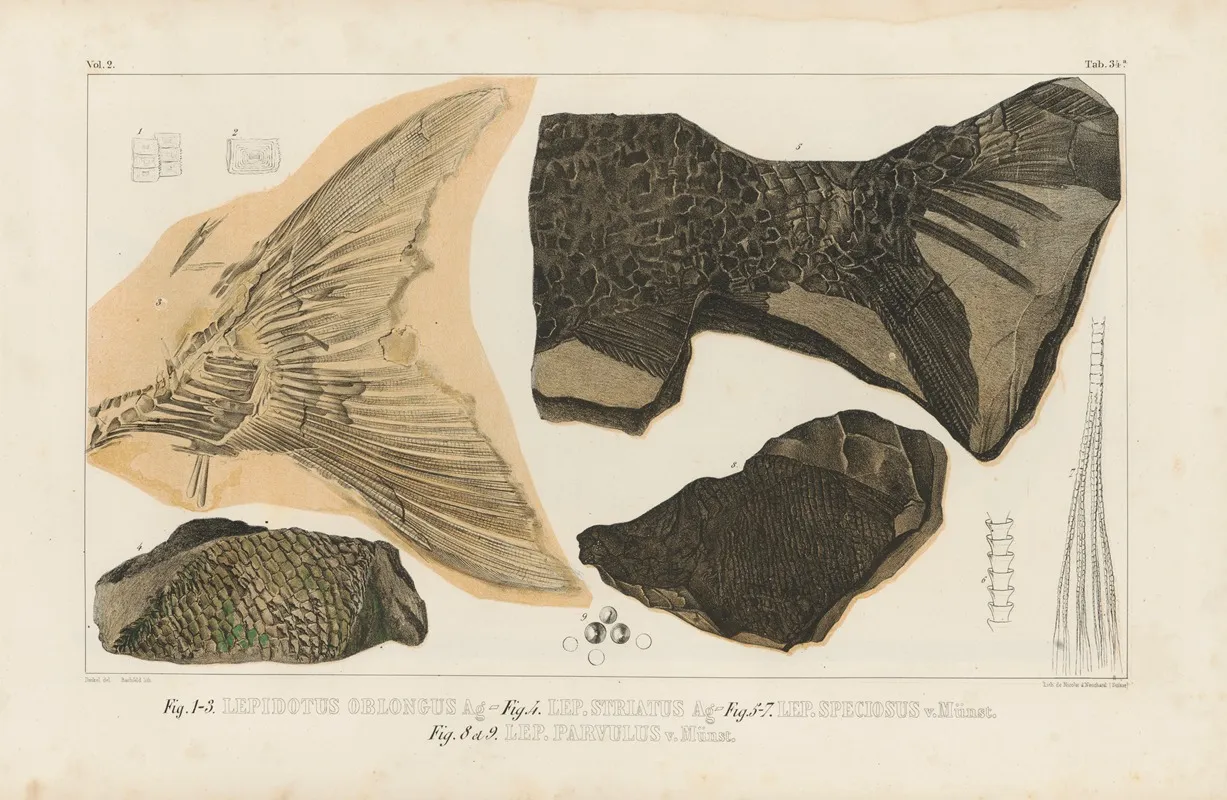 Recherches Sur Les Poissons Fossiles Pl 187 Wall Art by Louis Agassiz - High-Resolution Digital Print