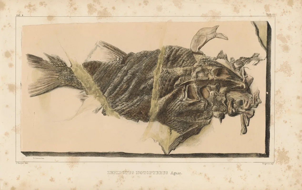 Recherches Sur Les Poissons Fossiles Pl 188 Wall Art by Louis Agassiz - High-Resolution Digital Print