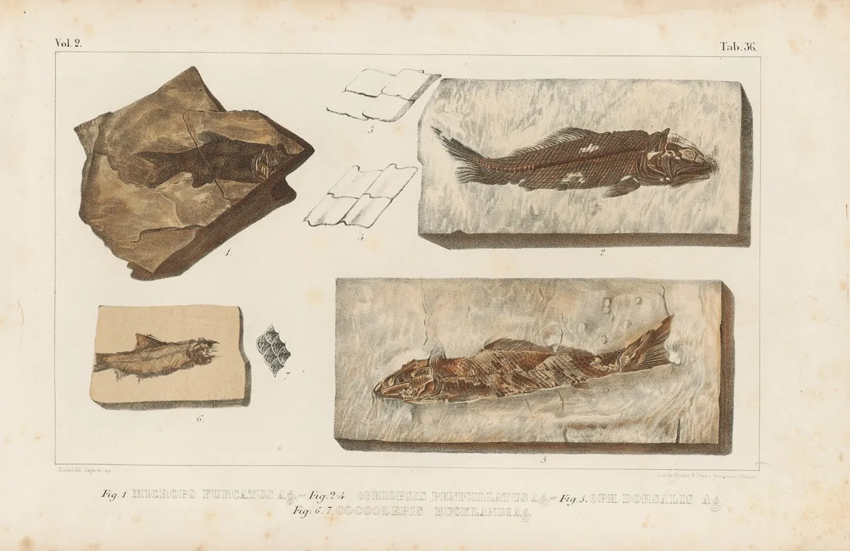 Recherches Sur Les Poissons Fossiles Pl 189 Wall Art by Louis Agassiz - High-Resolution Digital Print