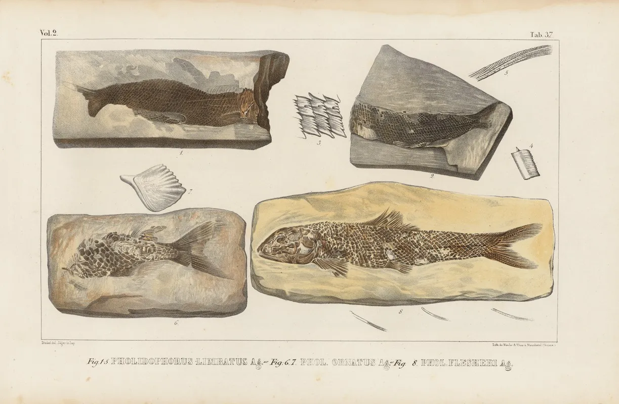 Recherches Sur Les Poissons Fossiles Pl 190 Wall Art by Louis Agassiz - High-Resolution Digital Print