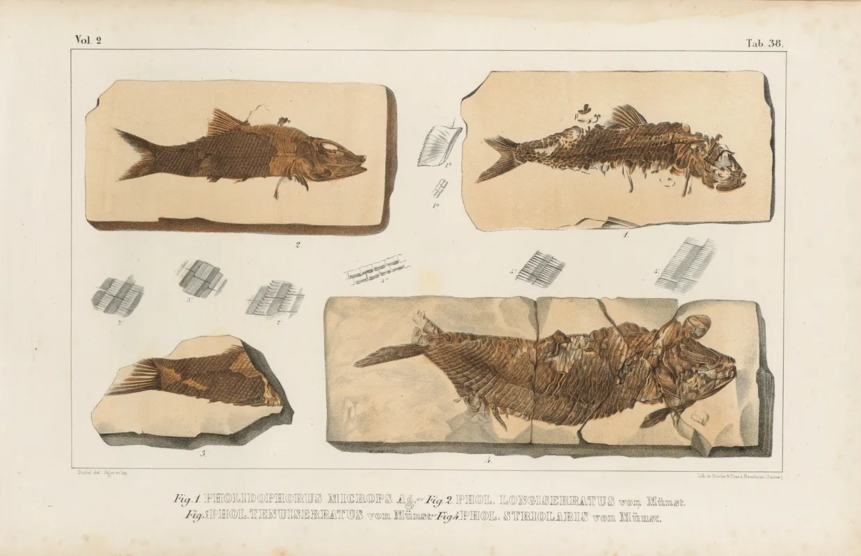 Recherches Sur Les Poissons Fossiles Pl 191 Wall Art by Louis Agassiz - High-Resolution Digital Print