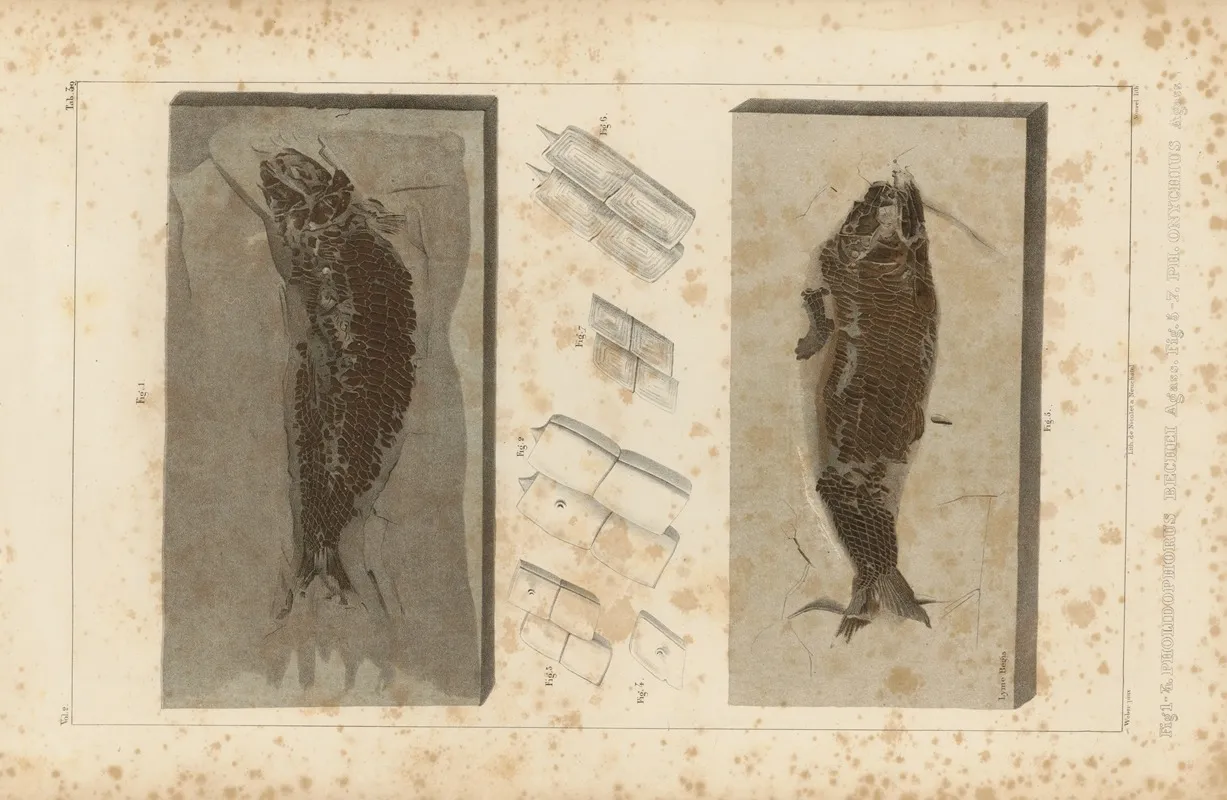 Recherches Sur Les Poissons Fossiles Pl 192 Wall Art by Louis Agassiz - High-Resolution Digital Print