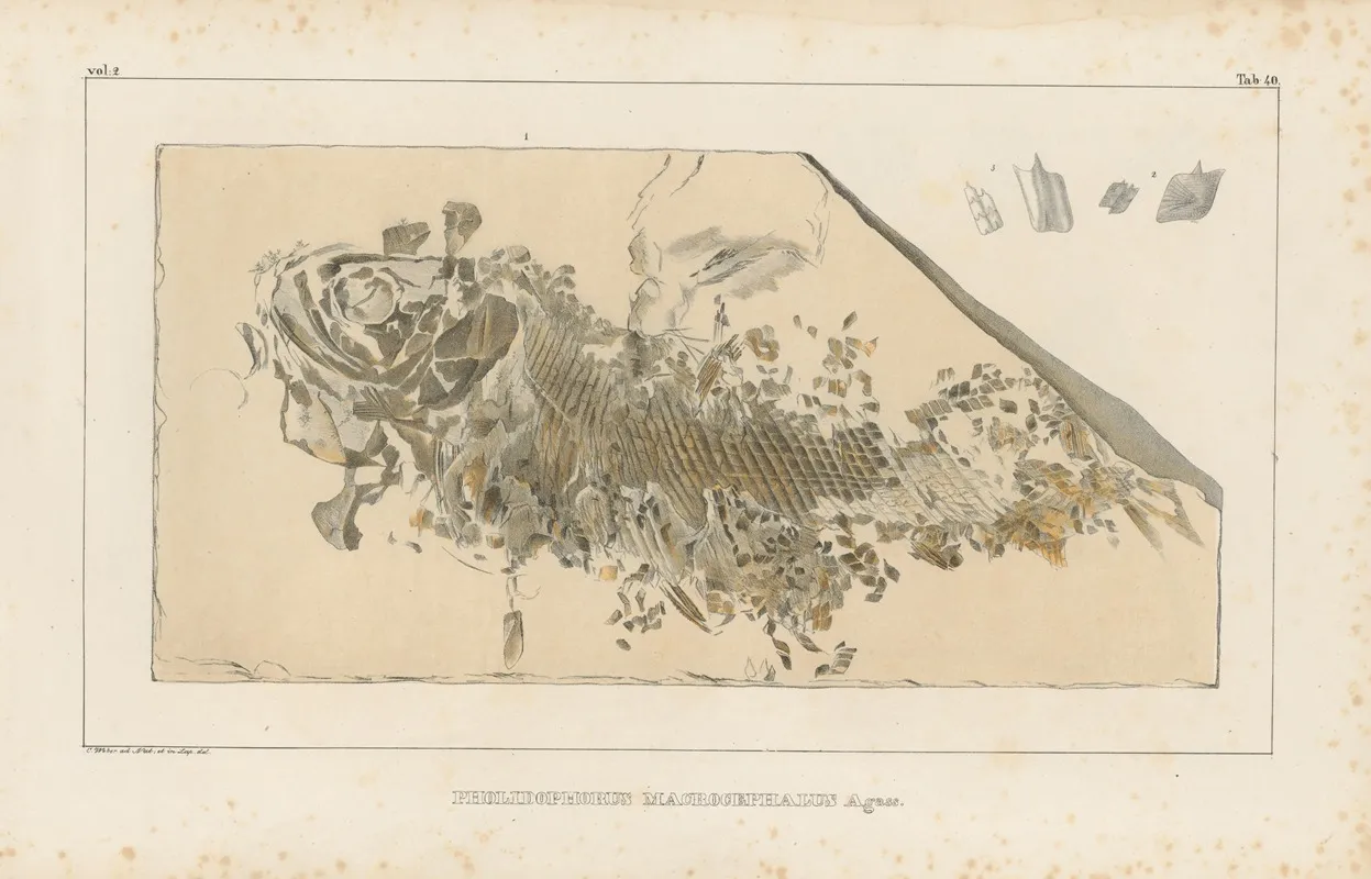 Recherches Sur Les Poissons Fossiles Pl 193 Wall Art by Louis Agassiz - High-Resolution Digital Print