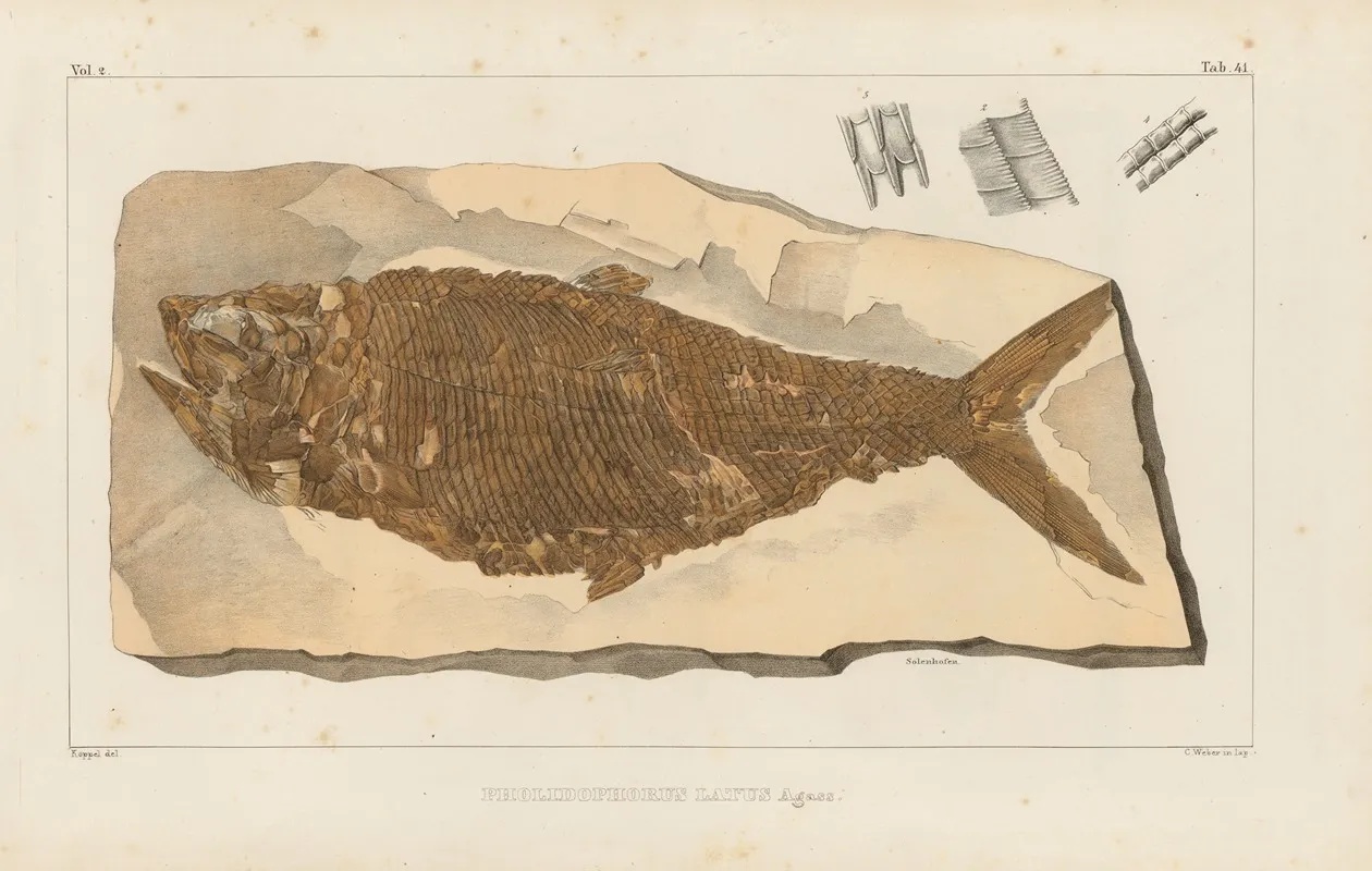 Recherches Sur Les Poissons Fossiles Pl 194 Wall Art by Louis Agassiz - High-Resolution Digital Print
