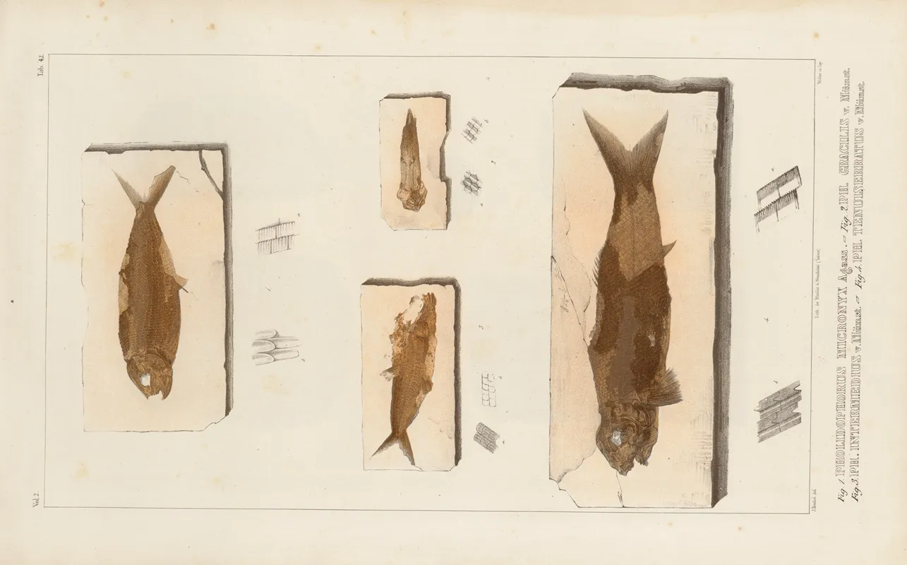 Recherches Sur Les Poissons Fossiles Pl 195 Wall Art by Louis Agassiz - High-Resolution Digital Print