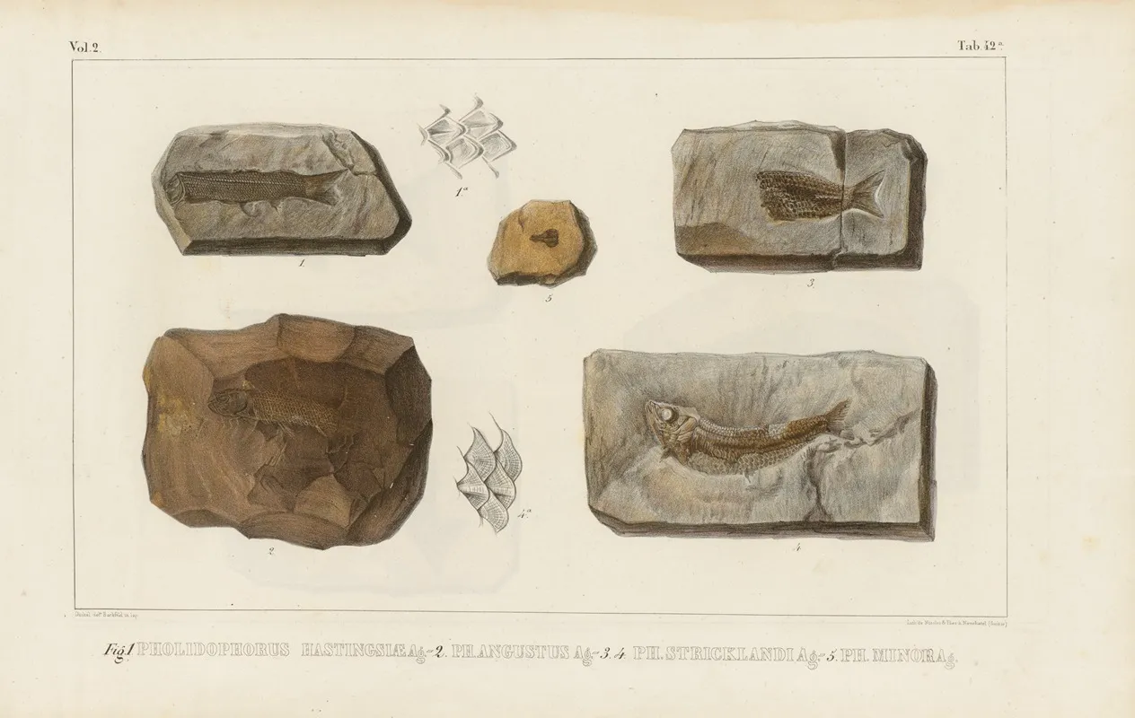 Recherches Sur Les Poissons Fossiles Pl 196 Wall Art by Louis Agassiz - High-Resolution Digital Print