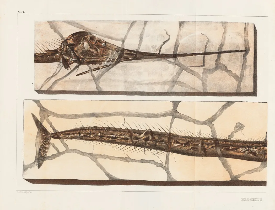 Recherches Sur Les Poissons Fossiles Pl 198 Wall Art by Louis Agassiz - High-Resolution Digital Print