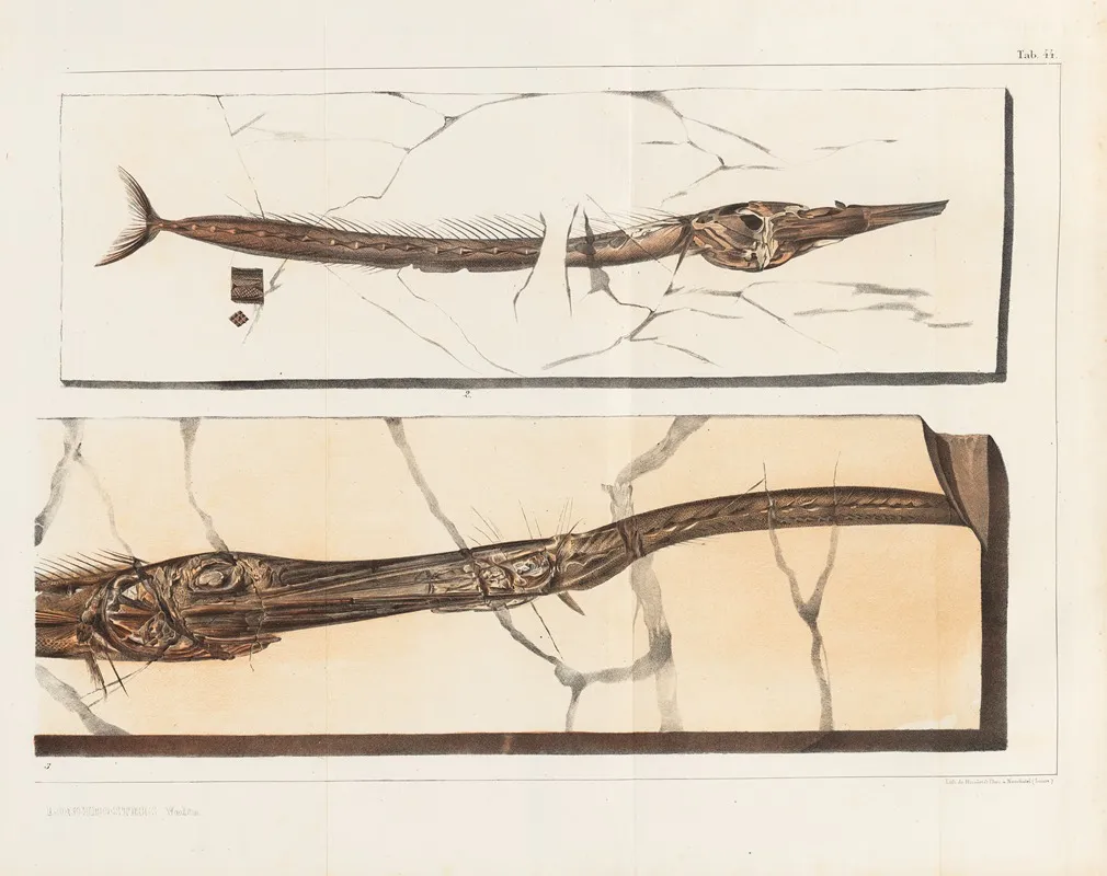 Recherches Sur Les Poissons Fossiles Pl 199 Wall Art by Louis Agassiz - High-Resolution Digital Print