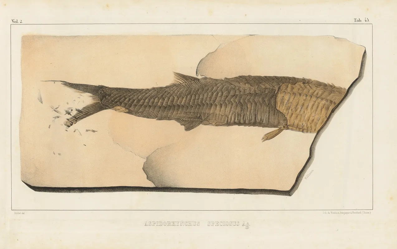 Recherches Sur Les Poissons Fossiles Pl 200 Wall Art by Louis Agassiz - High-Resolution Digital Print