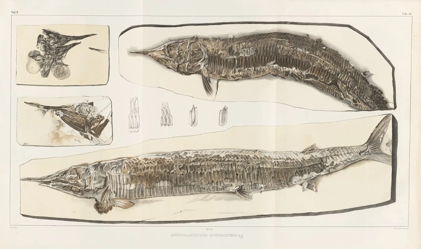 Recherches Sur Les Poissons Fossiles Pl 201 Wall Art by Louis Agassiz - High-Resolution Digital Print