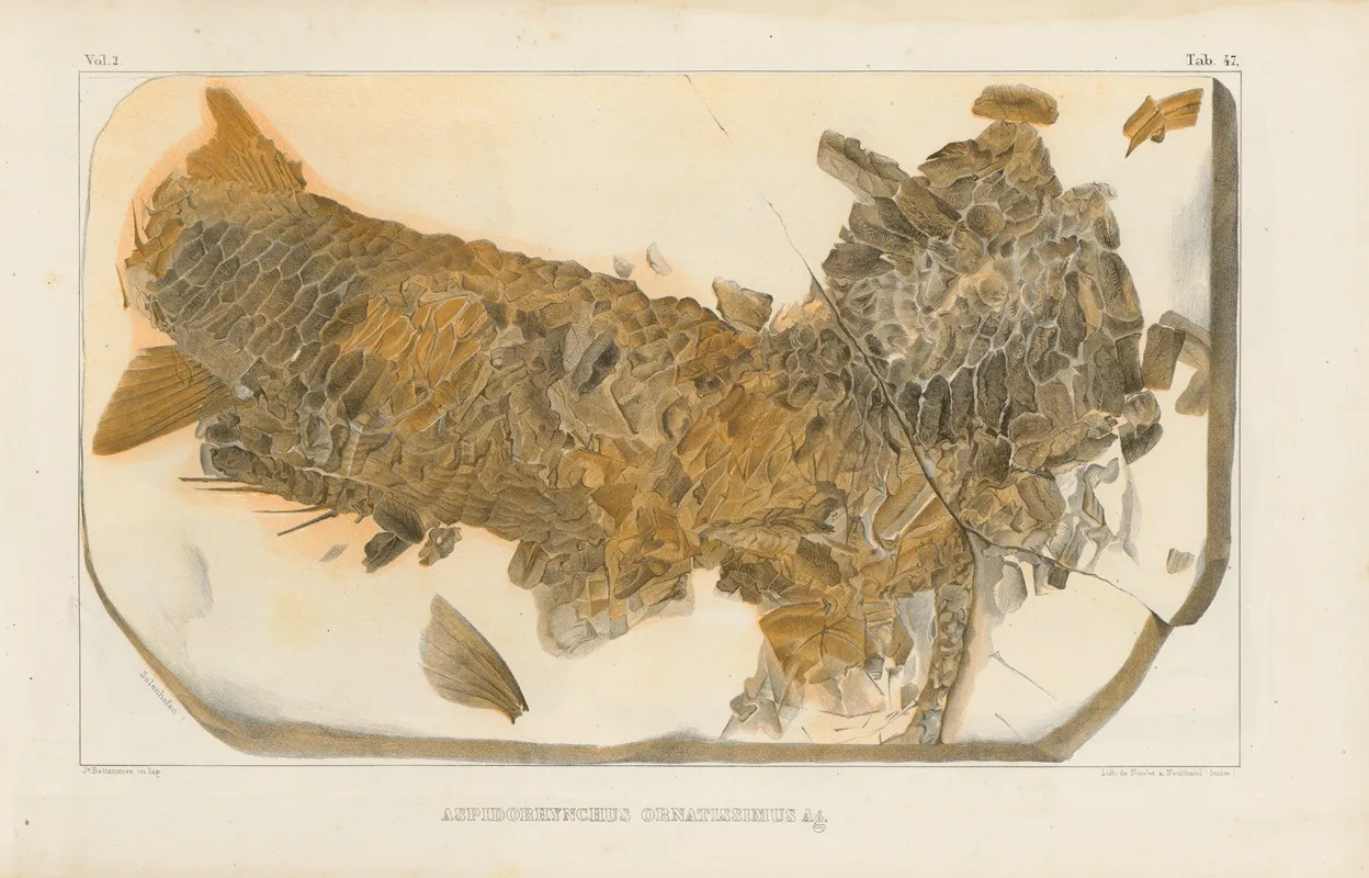 Recherches Sur Les Poissons Fossiles Pl 202 Wall Art by Louis Agassiz - High-Resolution Digital Print