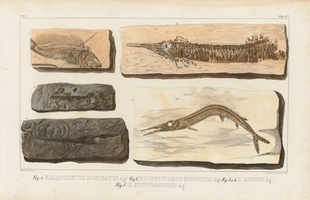 Recherches Sur Les Poissons Fossiles Pl 203 Wall Art by Louis Agassiz - High-Resolution Digital Print